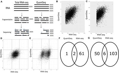 A Comparison of Low Read Depth QuantSeq 3′ Sequencing to Total RNA-Seq in FUS Mutant Mice